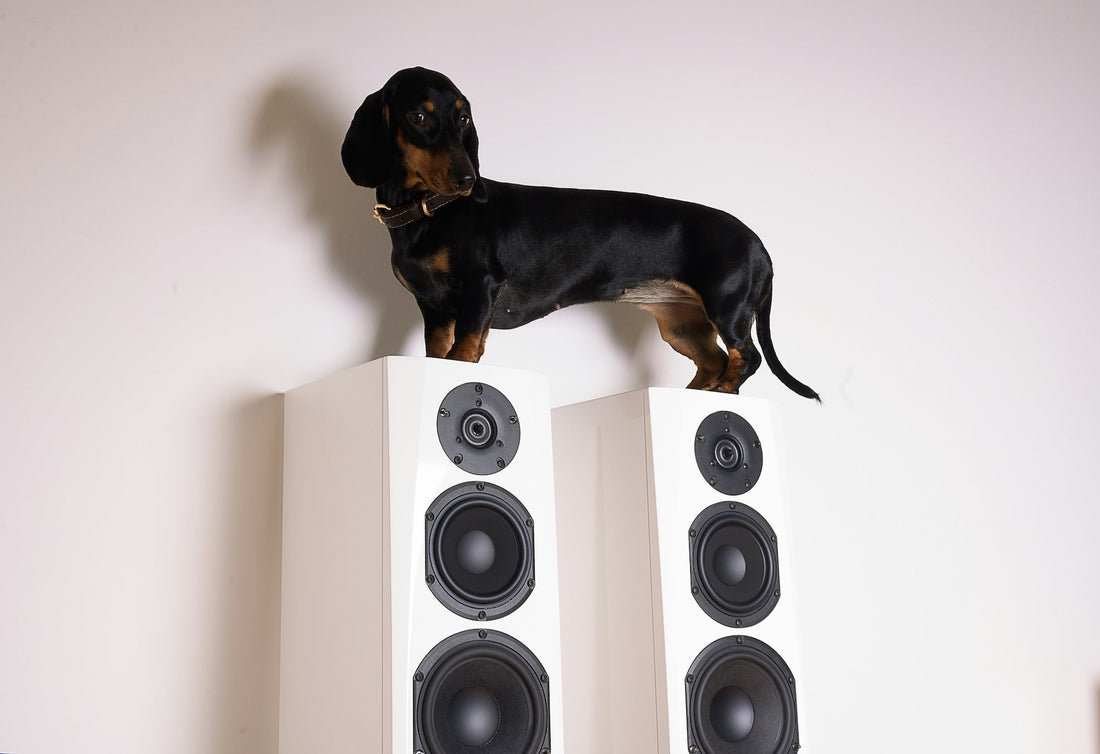 Songs to Help You Grieve Through Pet Loss: A Memorial Playlist