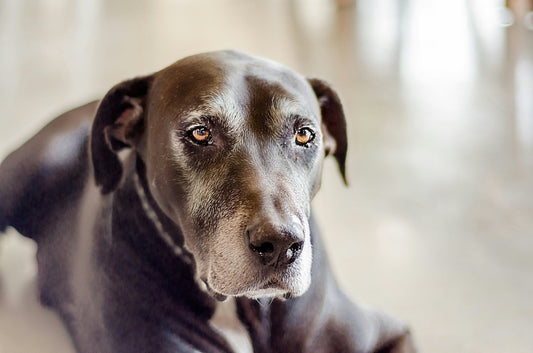 What to Do With Pet Ashes: Meaningful Pet Cremation Ideas to Honor Your Beloved Pet