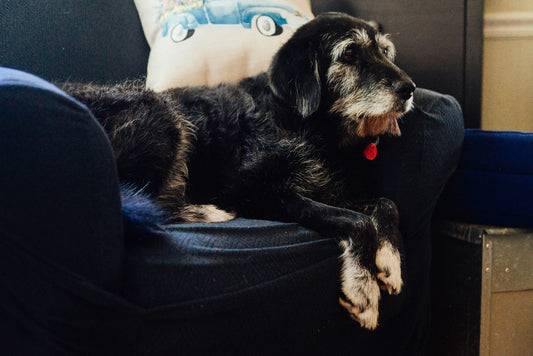 Poems and Quotes for Comfort You After The Loss of a Pet