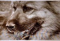 An Engraved Pet Memorial Plaque Case Study-Photo Engraving at Laser Perfect Gifts