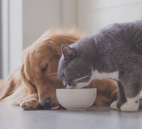 Engraved Pet Memorial Plaques